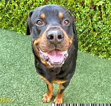 Photo of DIESEL