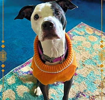 Photo of Guru