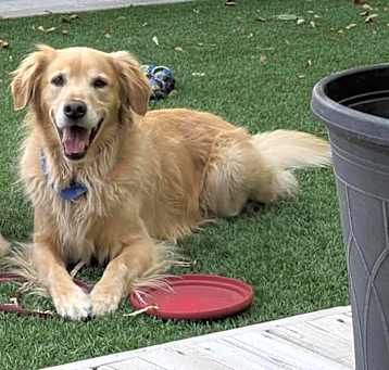 Photo of Wisky