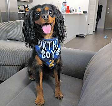 Photo of Brownie