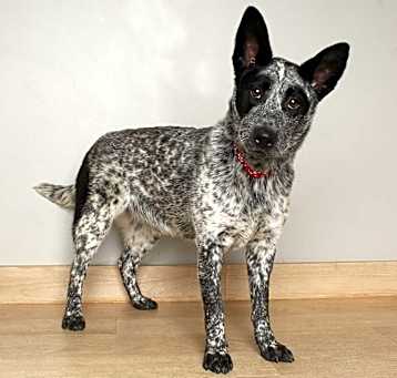 Photo of Lady D65011