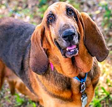 Photo of Ladybird