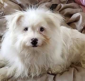 Photo of Chanel