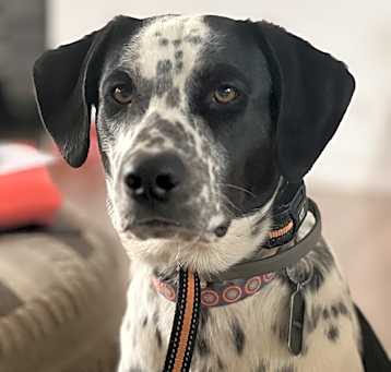 Photo of Maverick