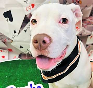 Photo of Rambo