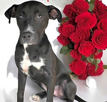 Photo of Rosie