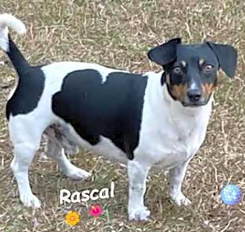 Photo of Rascal