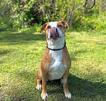 Photo of Copper