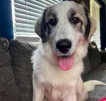 Photo of Luna
