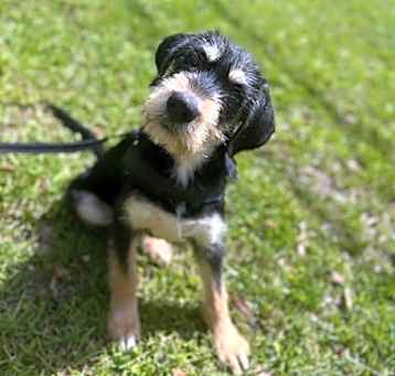 Photo of Bert