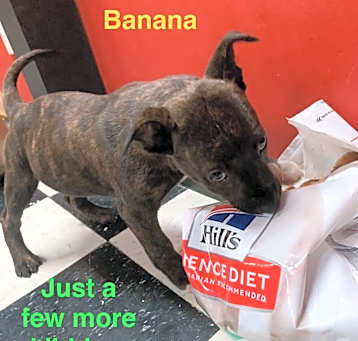 Photo of Banana 