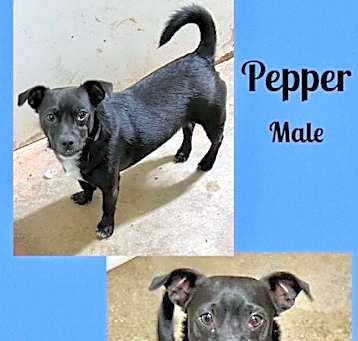 Photo of Pepper