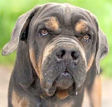 Photo of ICE CUBE