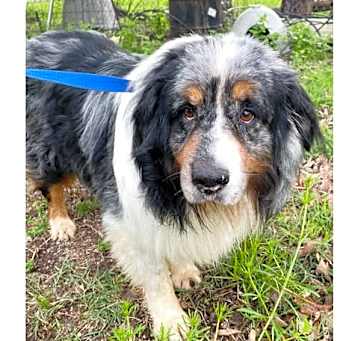 Photo of Diesel