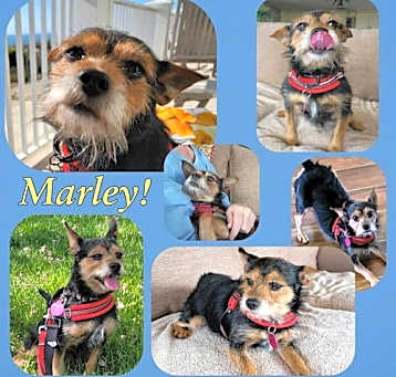 Photo of Marley