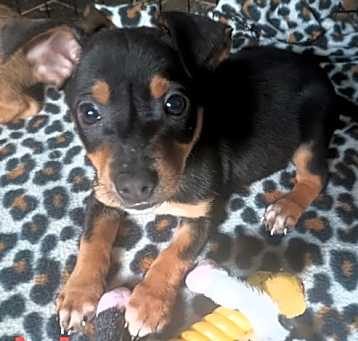 Photo of Huey