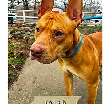 Photo of Ralph
