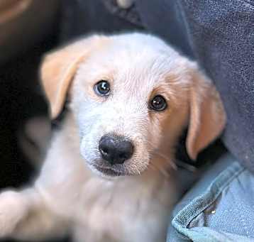 Photo of Balou