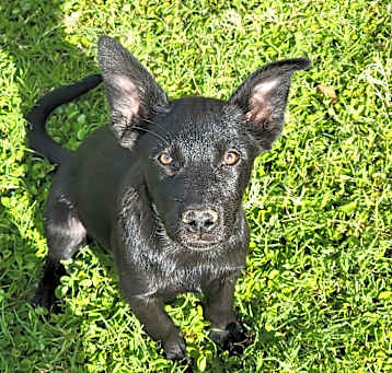 Photo of Electra