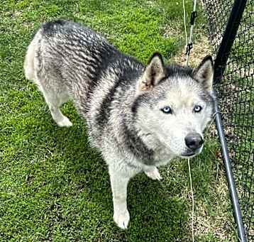 Photo of Koda