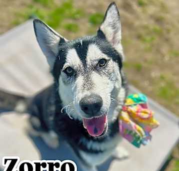 Photo of Zorro