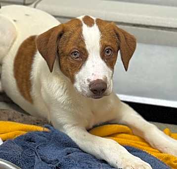 Photo of Nova