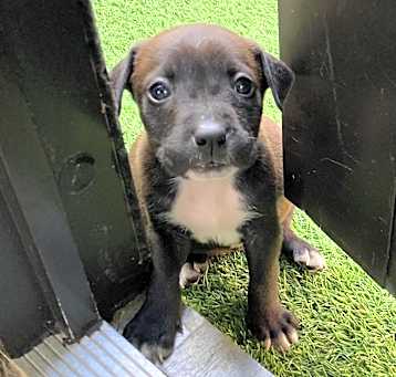 Photo of Gidget 5702