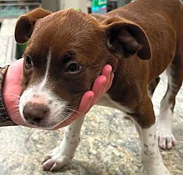 Photo of Alani-041603T