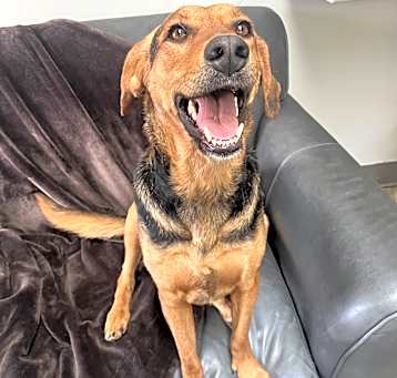 Photo of Honey