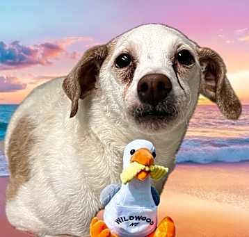 Photo of SNOOP-DOG