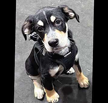 Photo of Fiddle