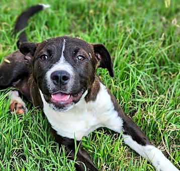 Photo of Harley