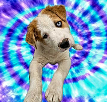 Photo of LEOCH