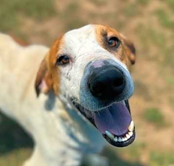 Photo of Bully
