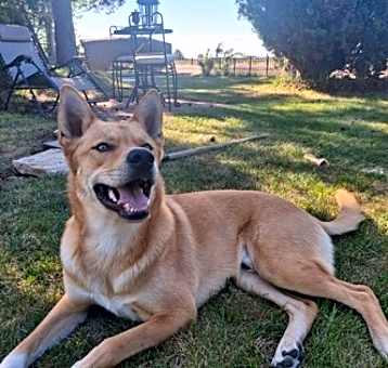 Photo of Toby