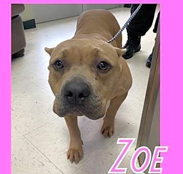 Photo of Zoe