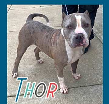 Photo of Thor