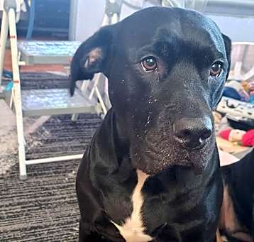 Photo of Onyx