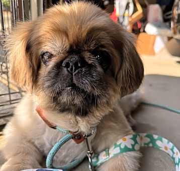 Photo of Lily