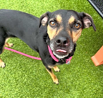 Photo of Slinky