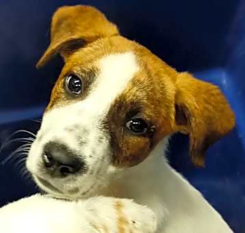 Photo of Hobbs