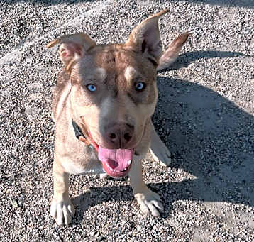 Photo of Beau