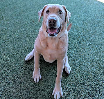 Photo of Guinness