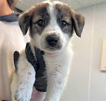 Photo of Shyla
