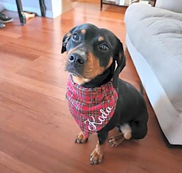 Photo of Koda