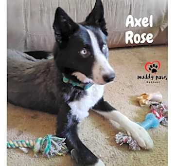 Photo of Axel Rose (Courtesy Post)