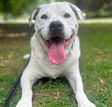 Photo of Louie
