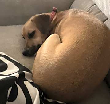 Photo of Rizzo