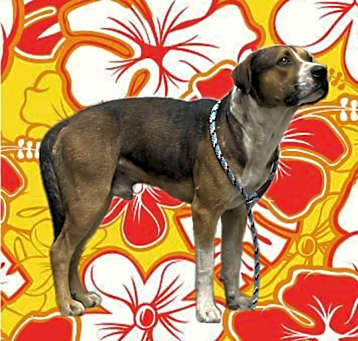 Photo of MACK