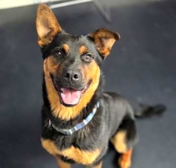 Photo of Whiskey